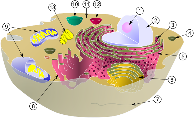 Mô hình một tế bào động vật điển hình